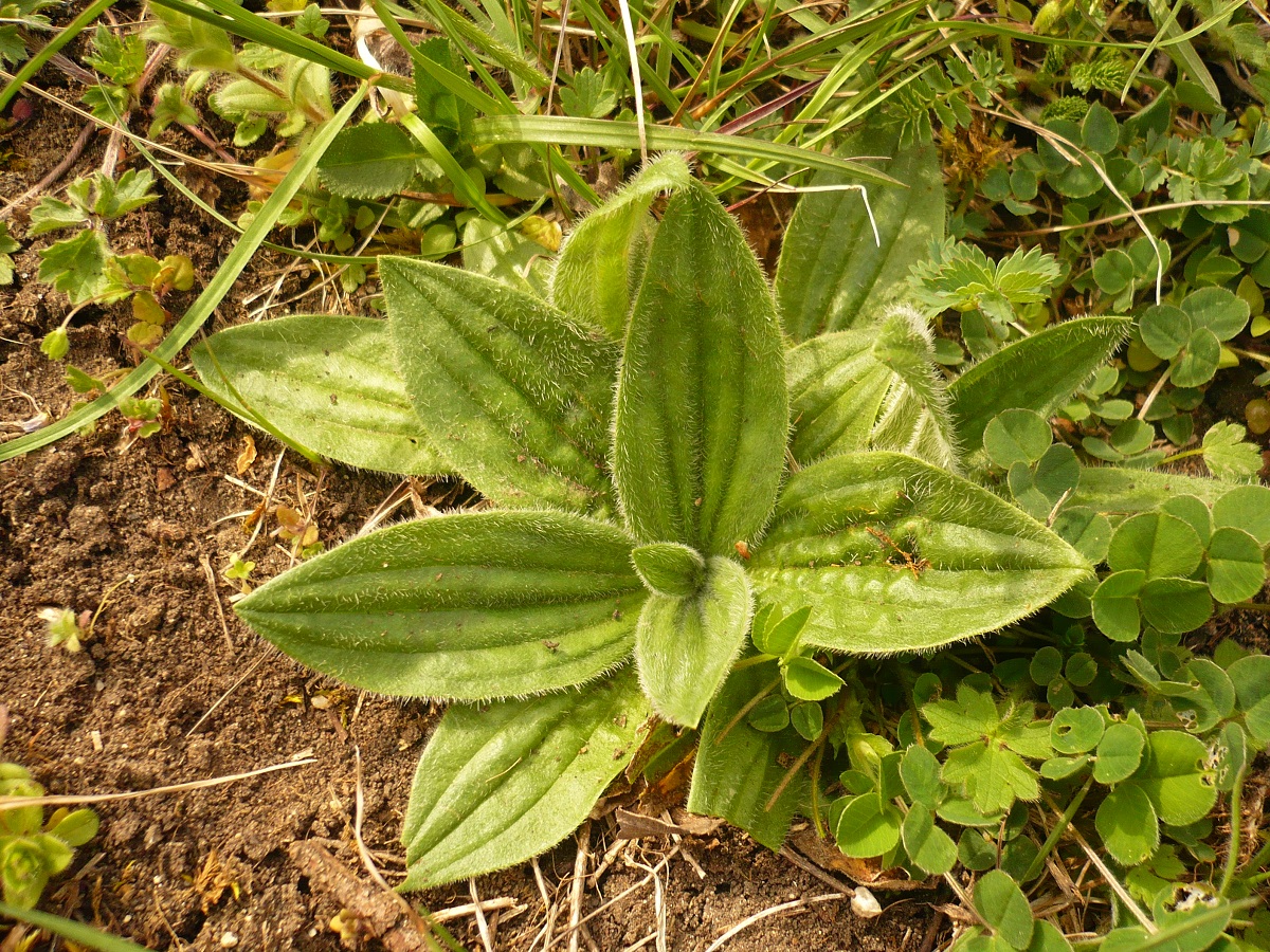 Plantago media subsp. media (Plantaginaceae)